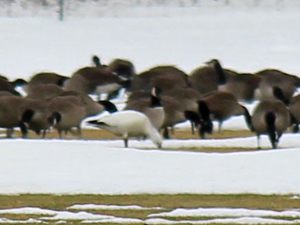 Ross's Goose - ML81558481