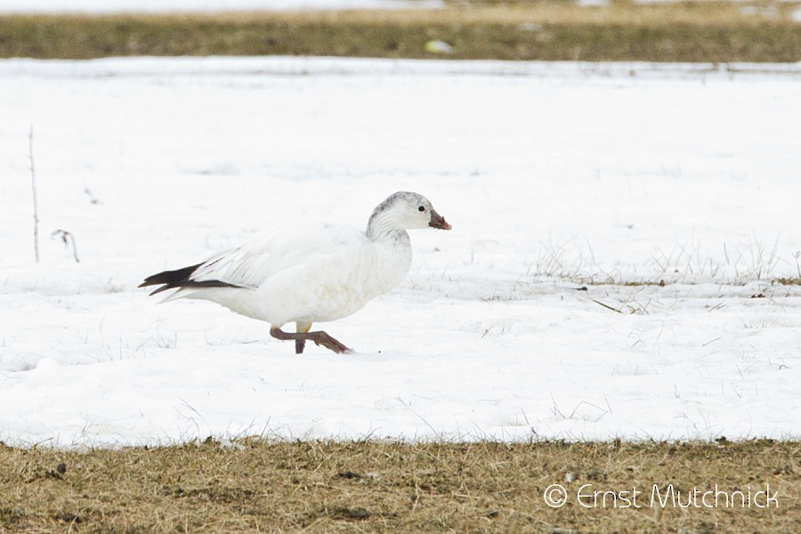 Ross's Goose - ML81559681