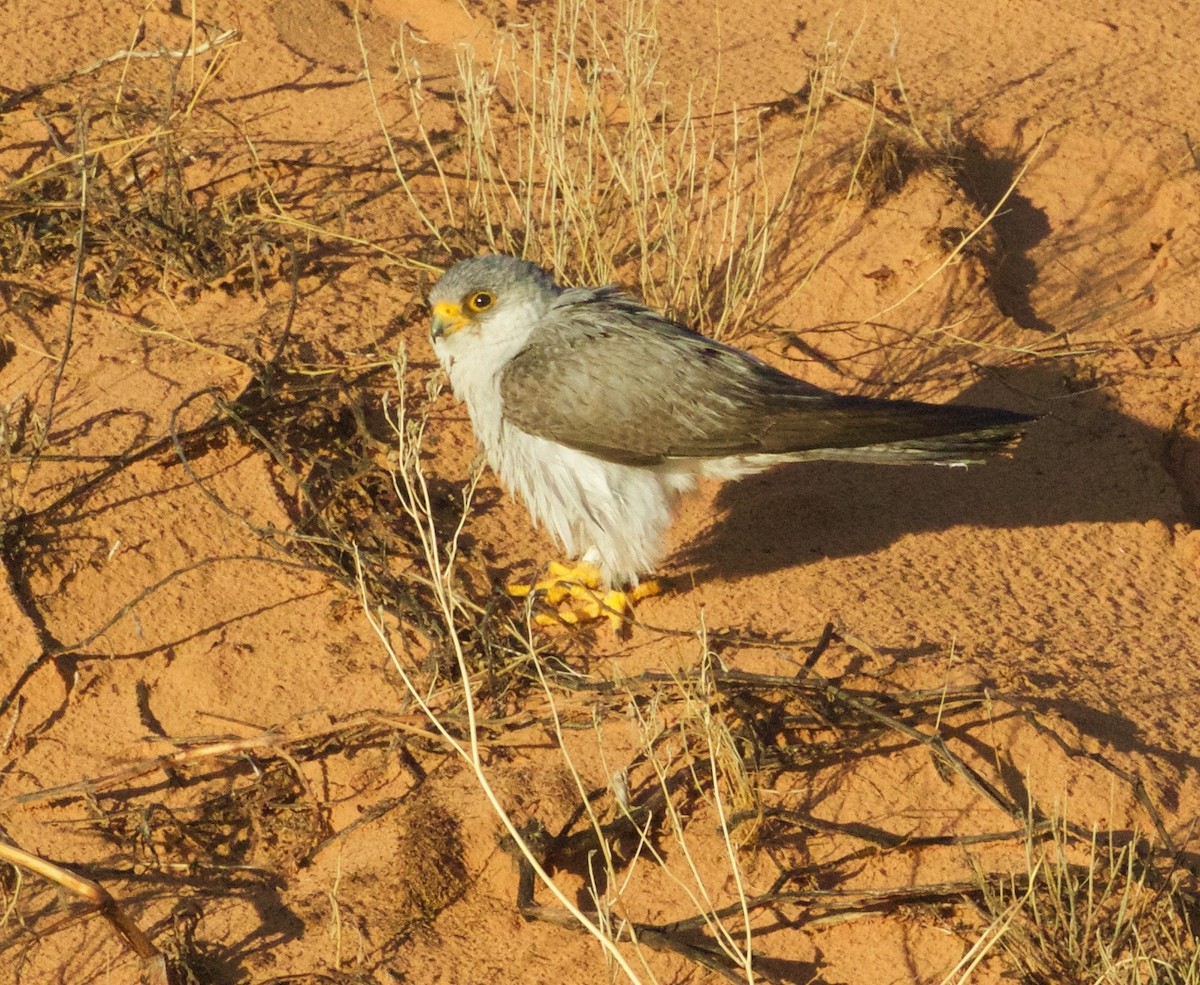 Gray Falcon - Scott Baker