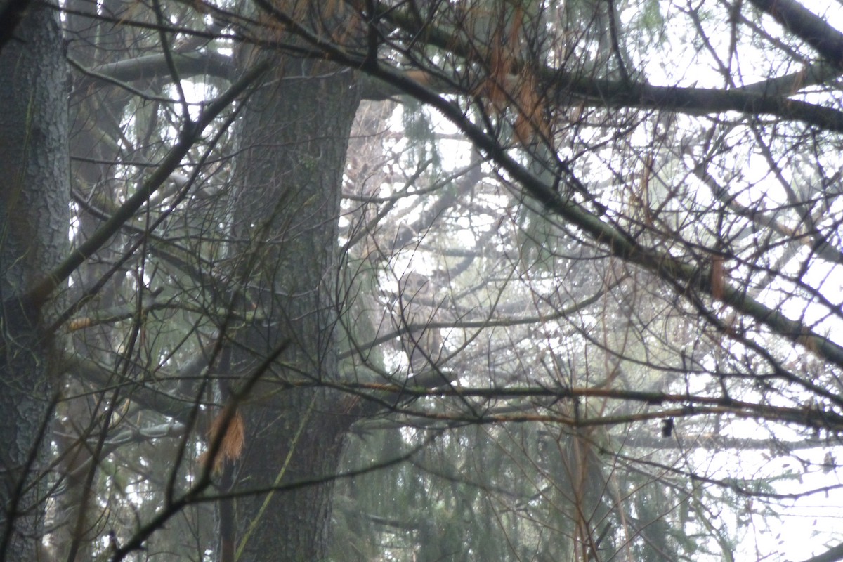 Barred Owl - ML81560771