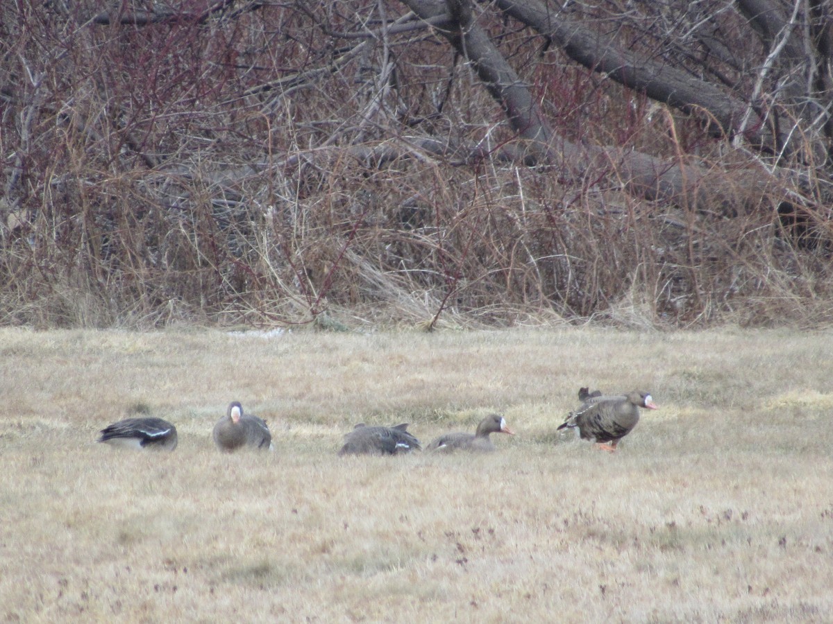 Greater White-fronted Goose - ML81563391