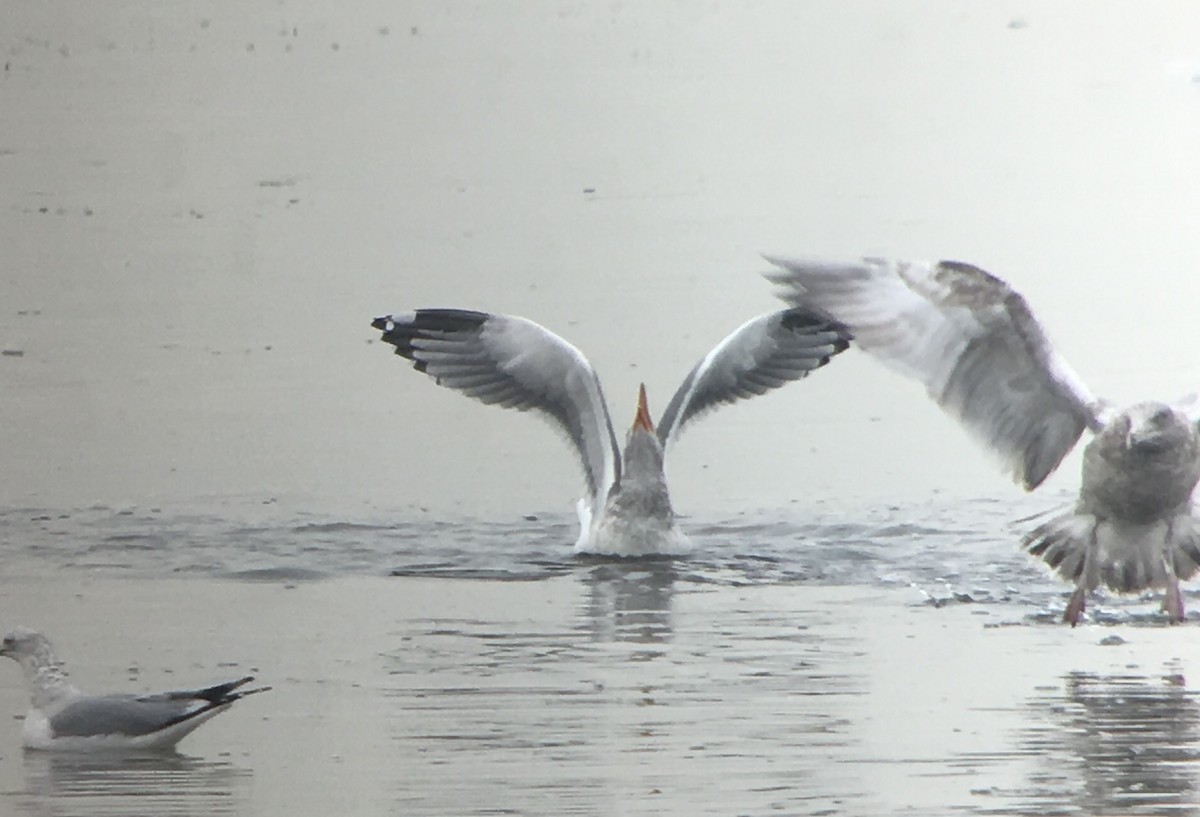 American Herring x Lesser Black-backed Gull (hybrid) - ML81563461