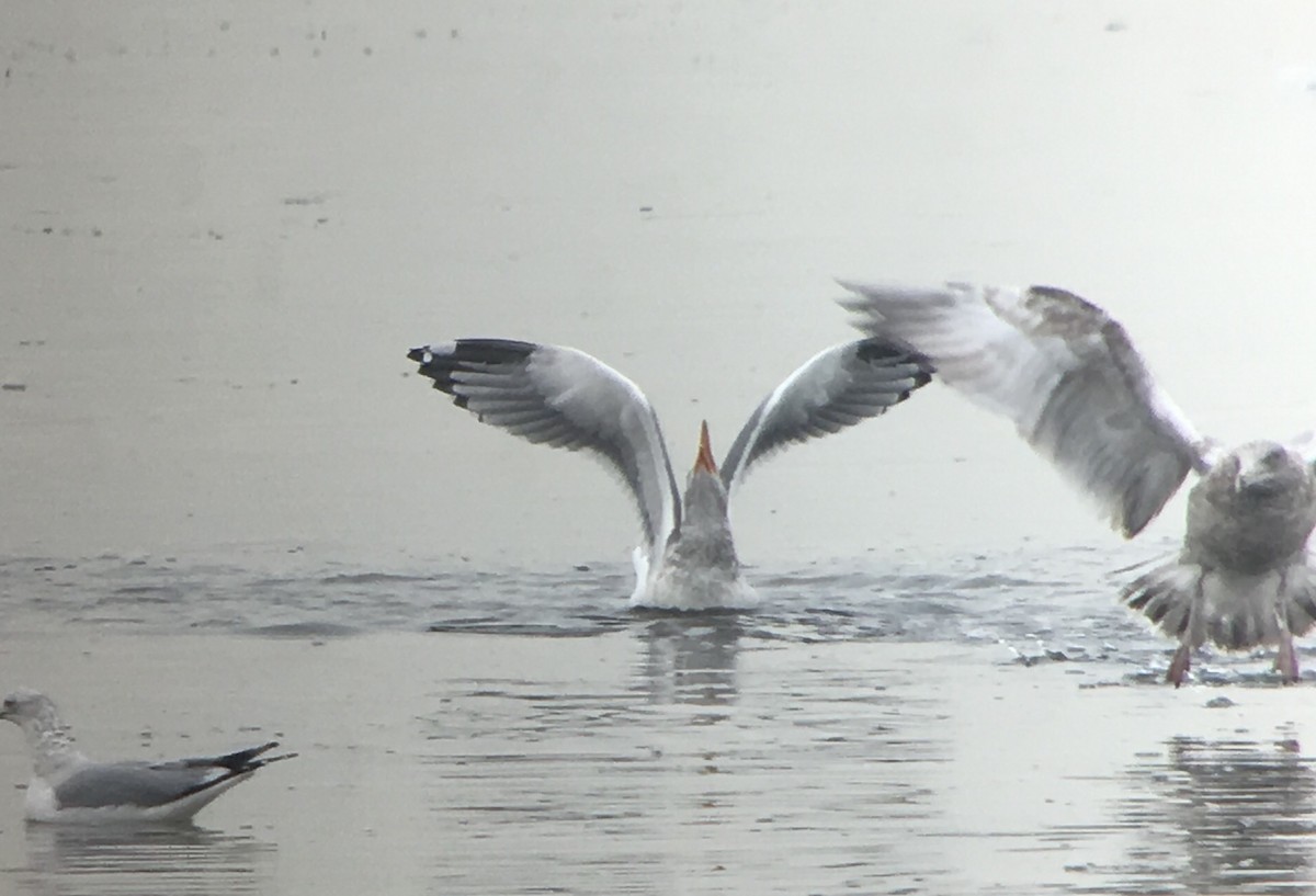 Herring x Lesser Black-backed Gull (hybrid) - ML81563461