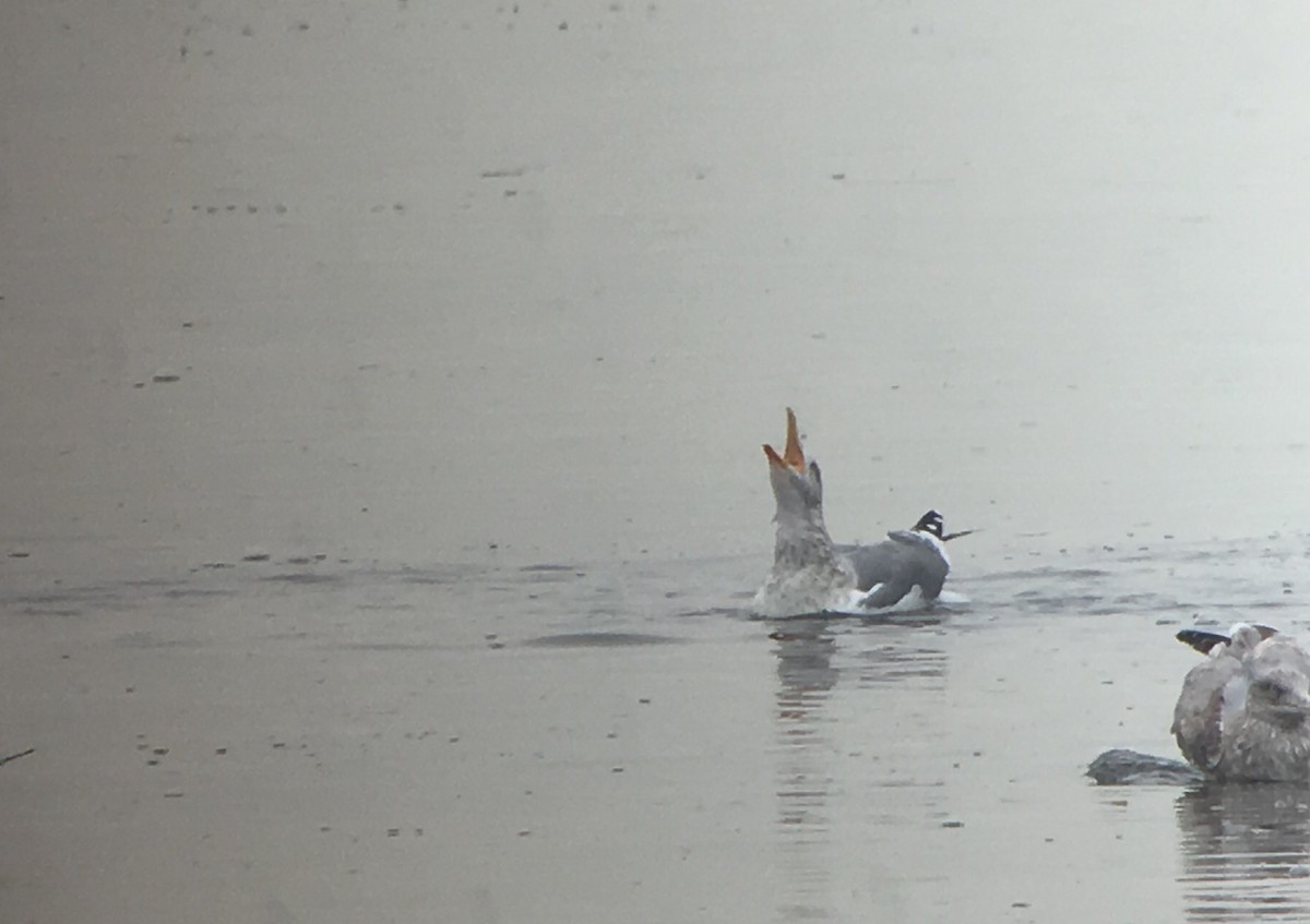 Herring x Lesser Black-backed Gull (hybrid) - ML81563481