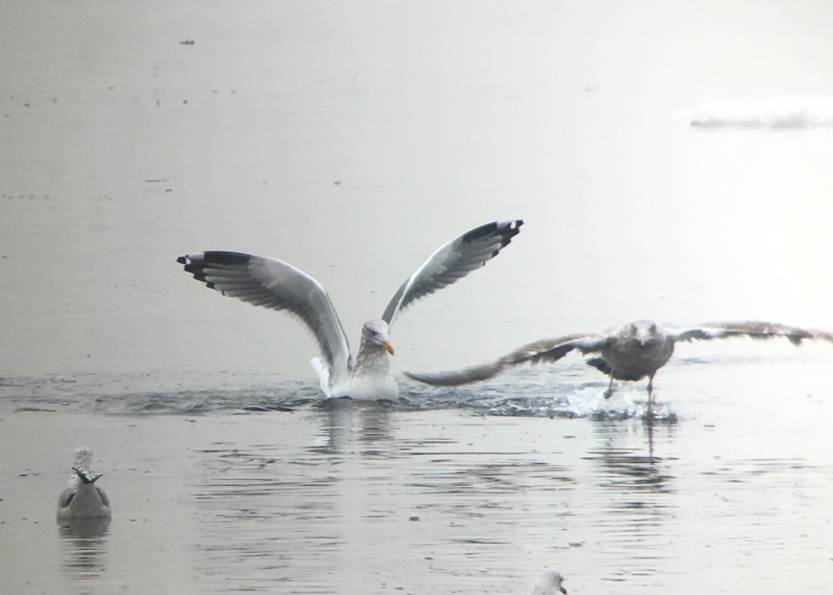 Herring x Lesser Black-backed Gull (hybrid) - ML81563491