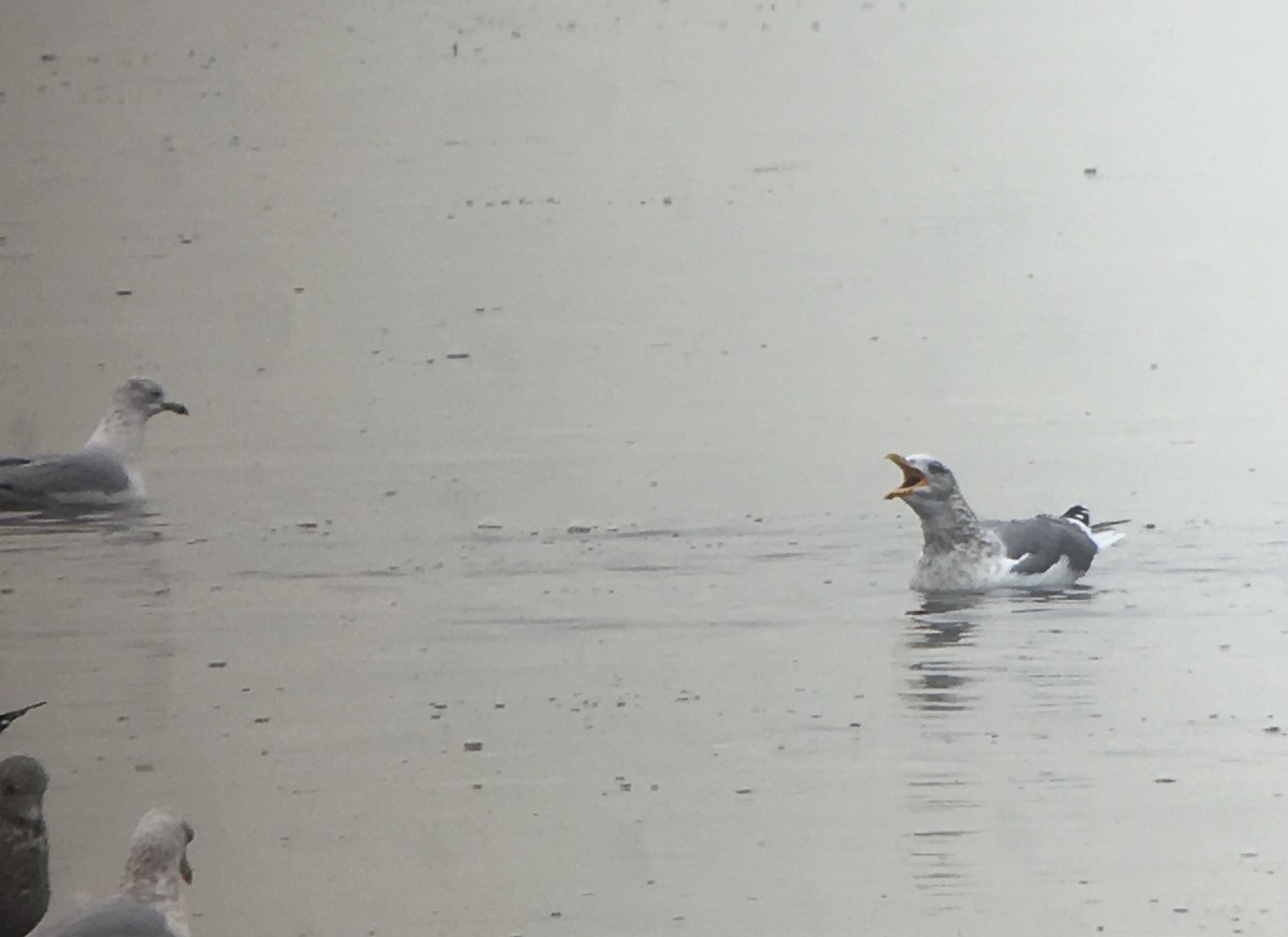 American Herring x Lesser Black-backed Gull (hybrid) - ML81563541