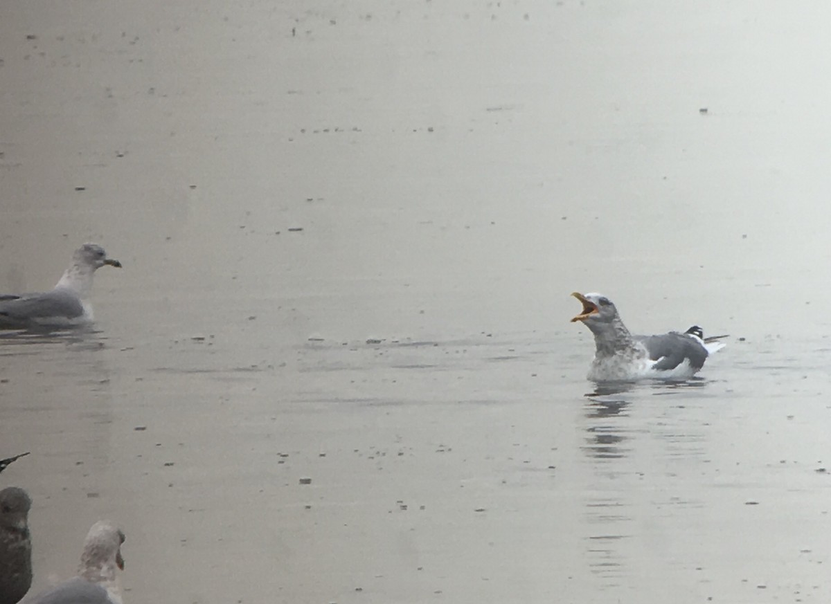 Herring x Lesser Black-backed Gull (hybrid) - ML81563541