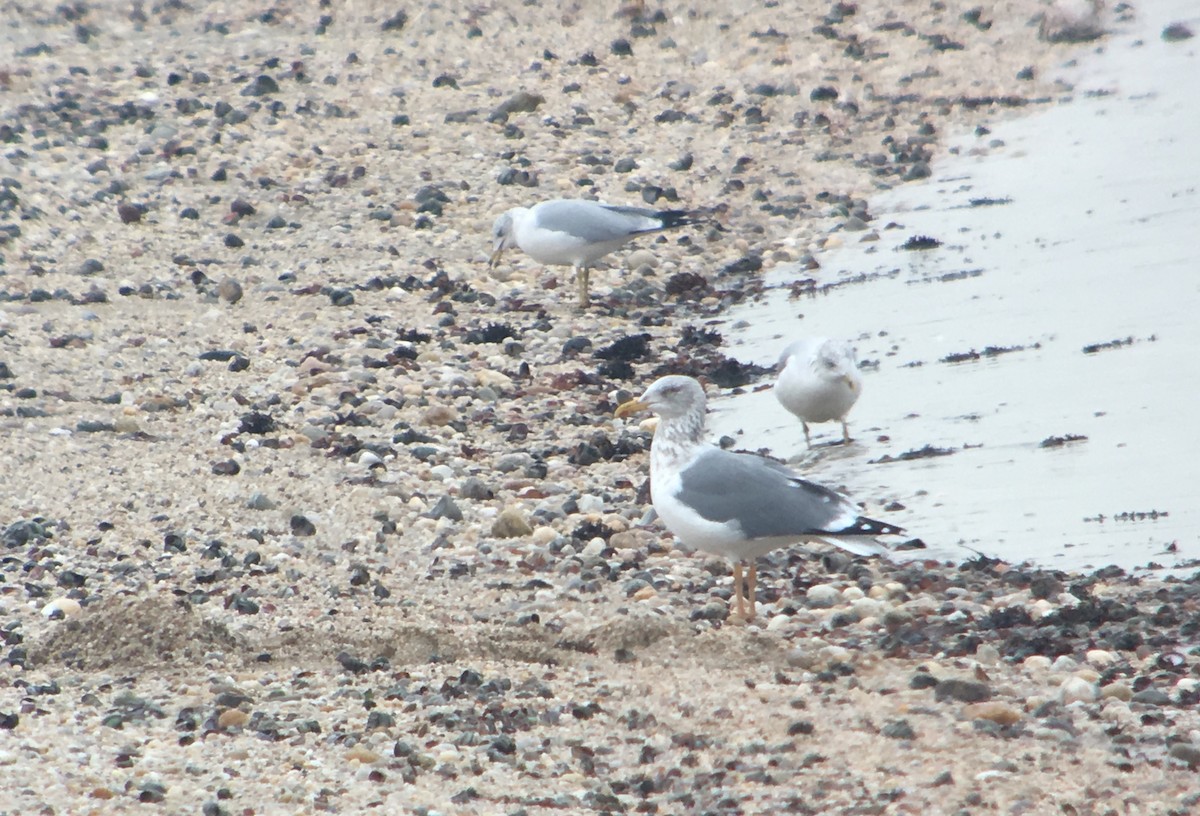 American Herring x Lesser Black-backed Gull (hybrid) - ML81563551