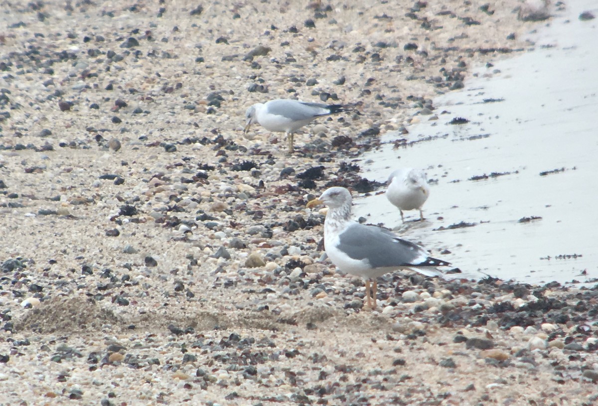 Herring x Lesser Black-backed Gull (hybrid) - ML81563551