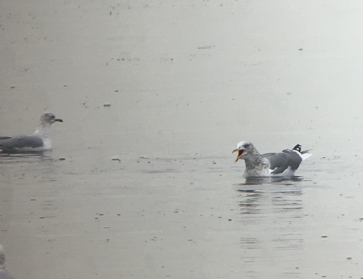 American Herring x Lesser Black-backed Gull (hybrid) - ML81563561