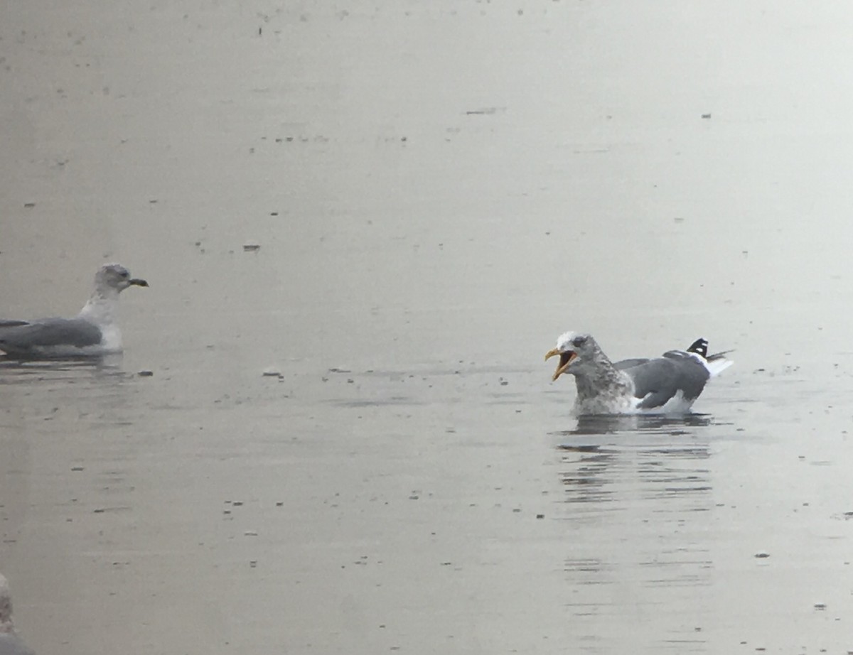 Herring x Lesser Black-backed Gull (hybrid) - ML81563561