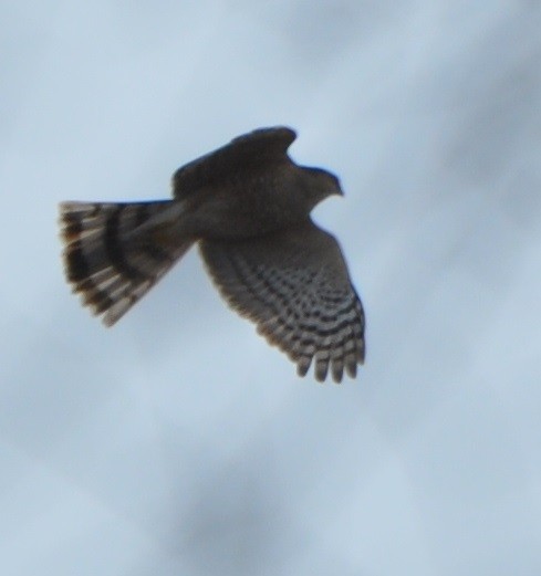 Sharp-shinned Hawk - ML81564191