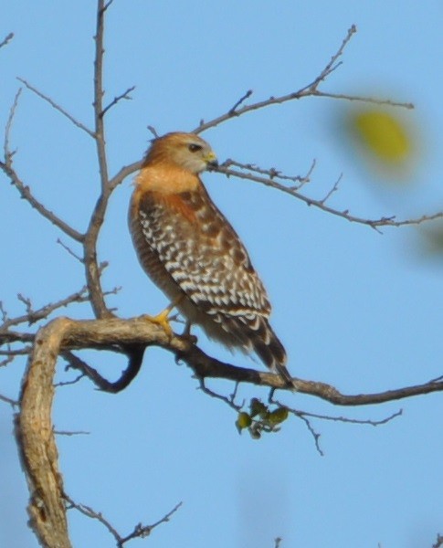 Red-shouldered Hawk - ML81564221