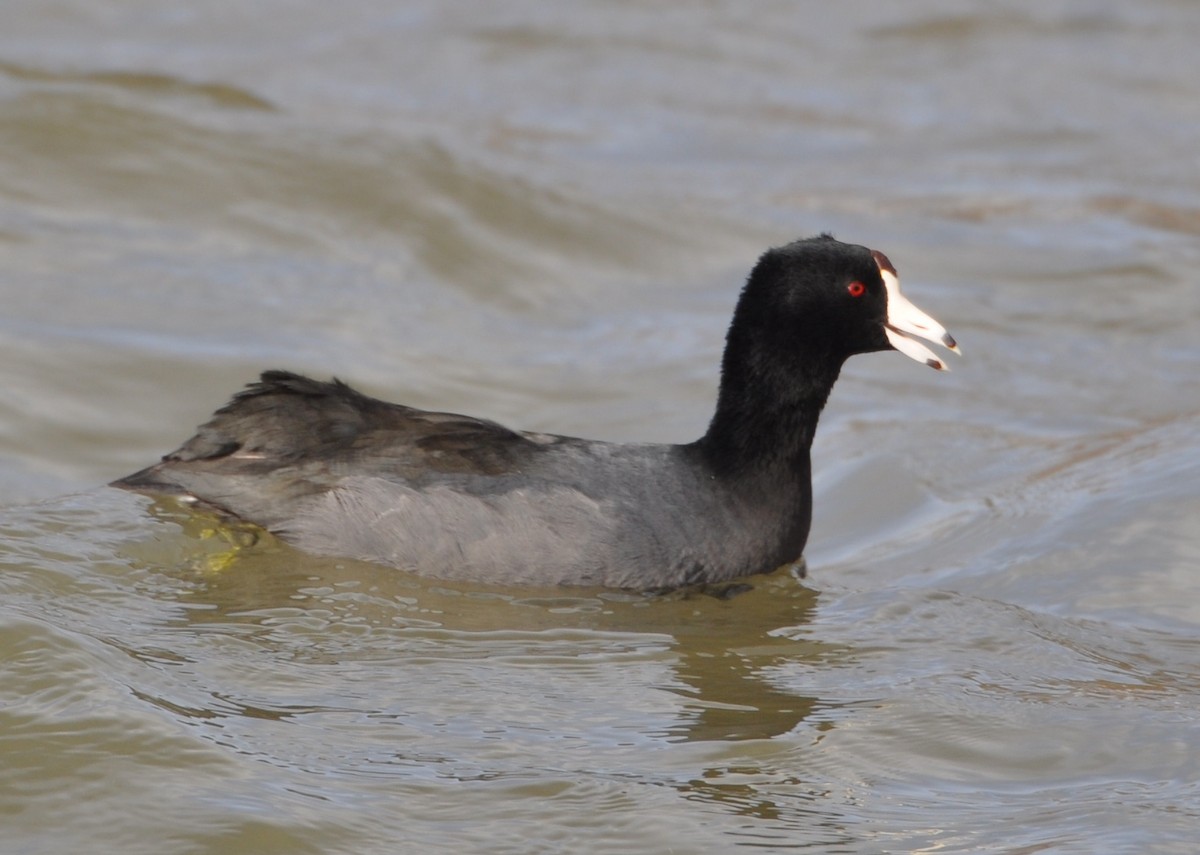 American Coot - ML81564331