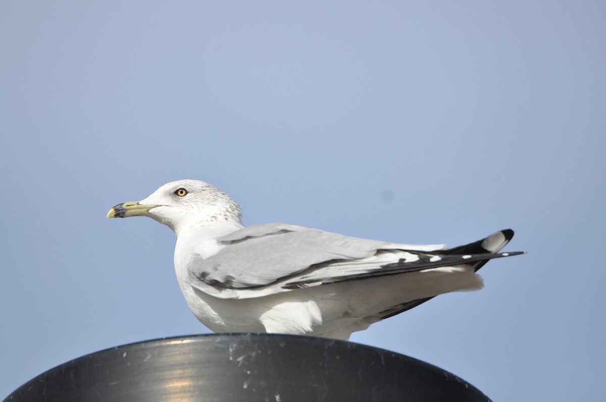 Ring-billed Gull - ML81564751