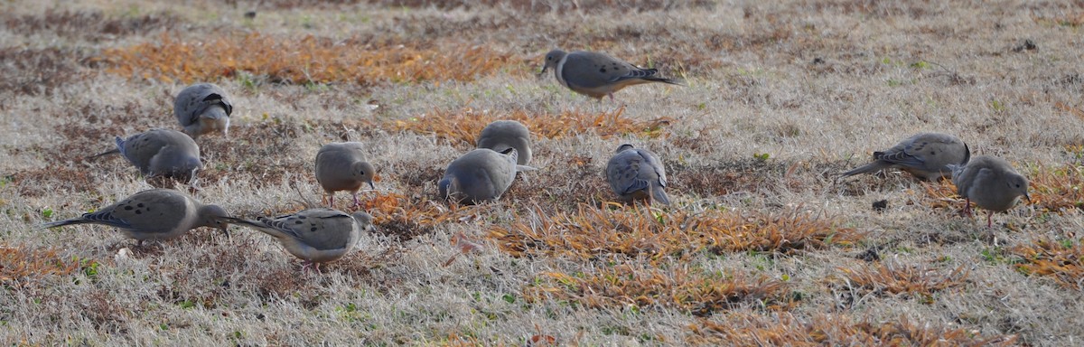 Mourning Dove - ML81564771