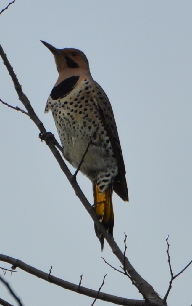 Northern Flicker - ML81564911