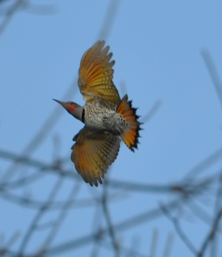 Northern Flicker - ML81564981