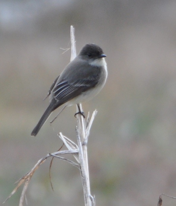 Eastern Phoebe - ML81565031