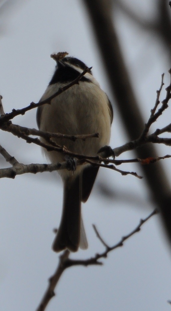 Carolina Chickadee - ML81565111