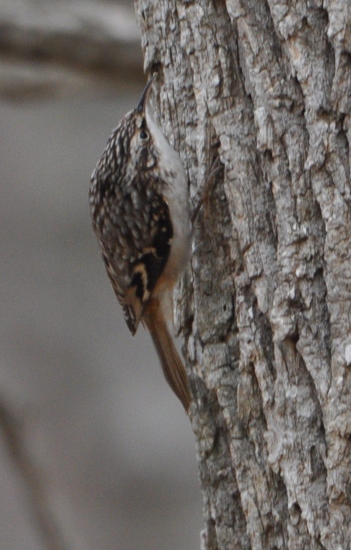 Brown Creeper - ML81565231