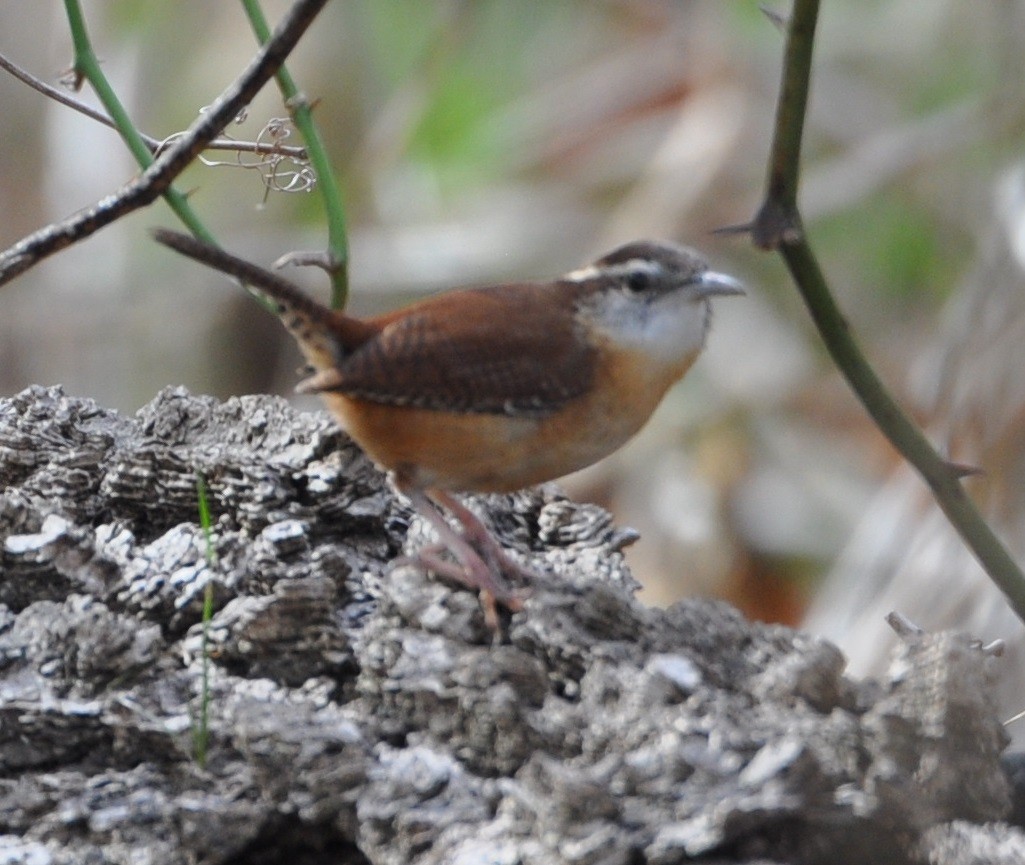 Carolina Wren - M.K. McManus-Muldrow