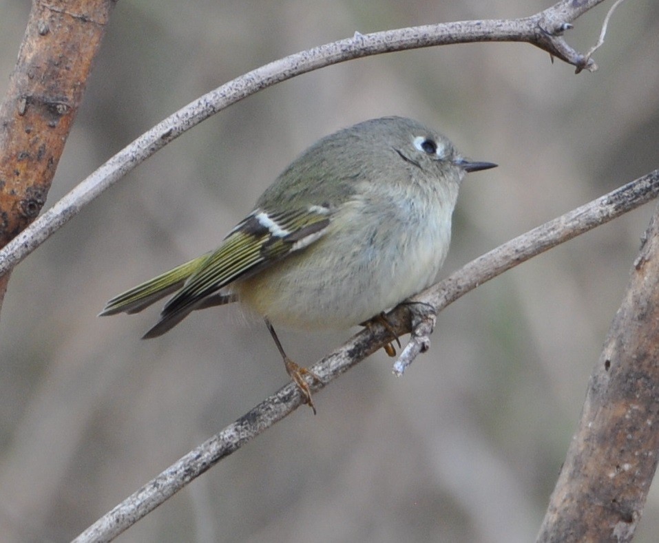 Ruby-crowned Kinglet - ML81565351