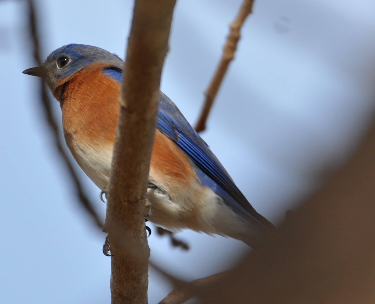 Eastern Bluebird - ML81565391