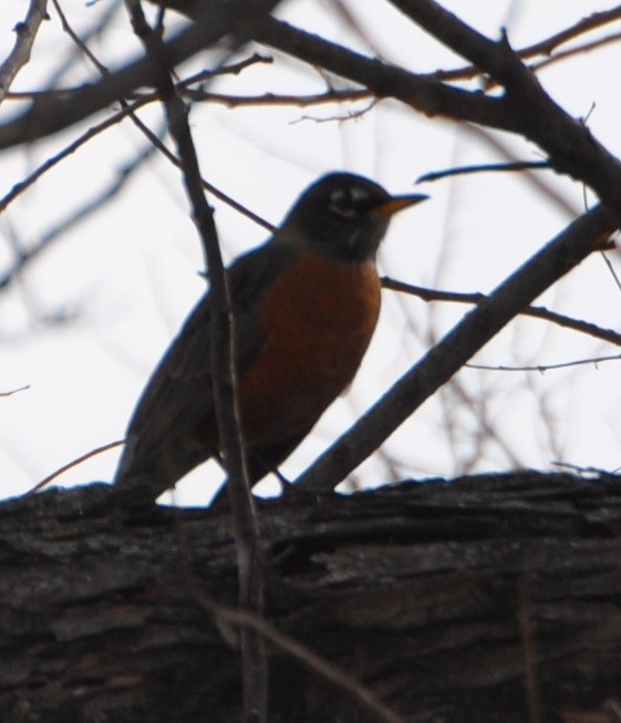 American Robin - ML81565491