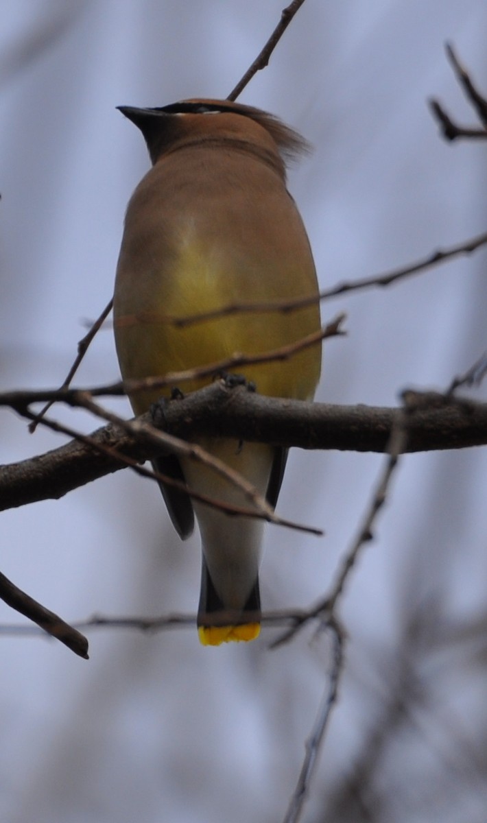 Cedar Waxwing - ML81565591