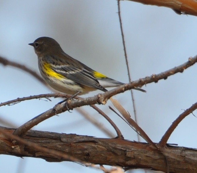 Yellow-rumped Warbler - ML81565601