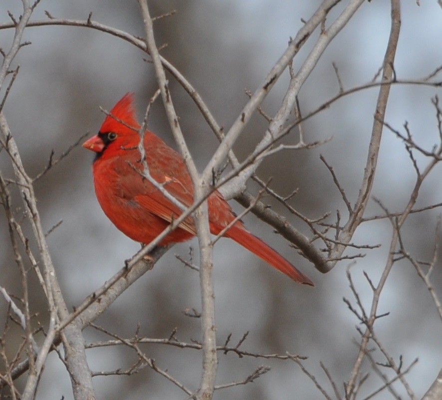 Cardinal rouge - ML81565681
