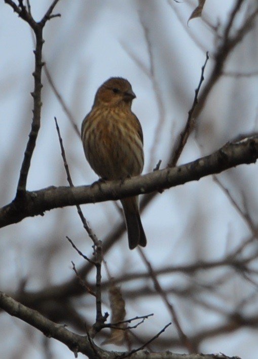 House Finch - ML81565721