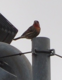 House Finch - ML81565751