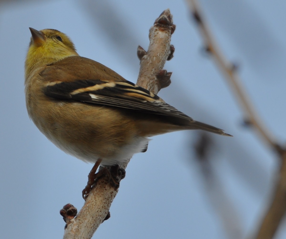 American Goldfinch - ML81565771