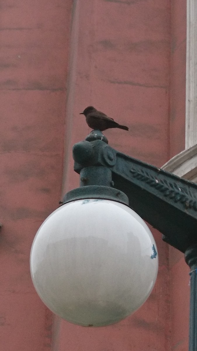 Vermilion Flycatcher (obscurus Group) - ML81568291