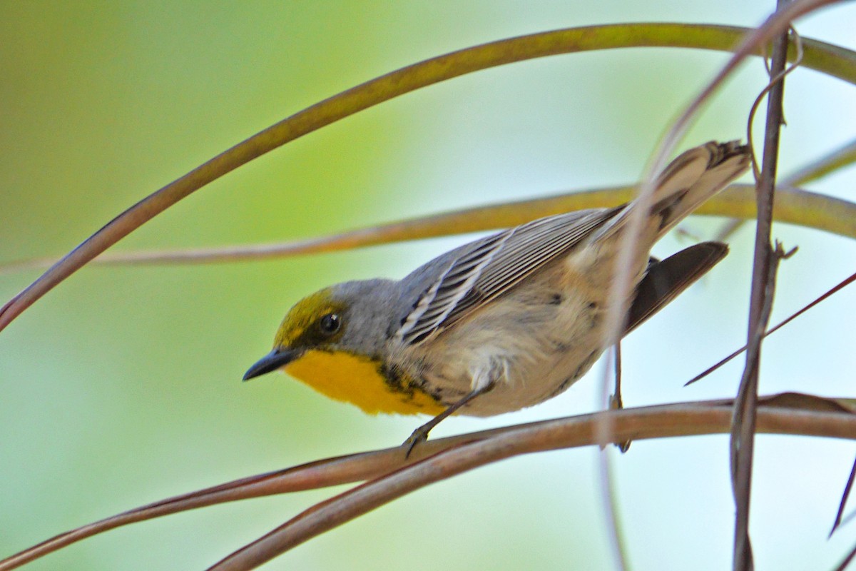 Olive-capped Warbler - Grace Oliver