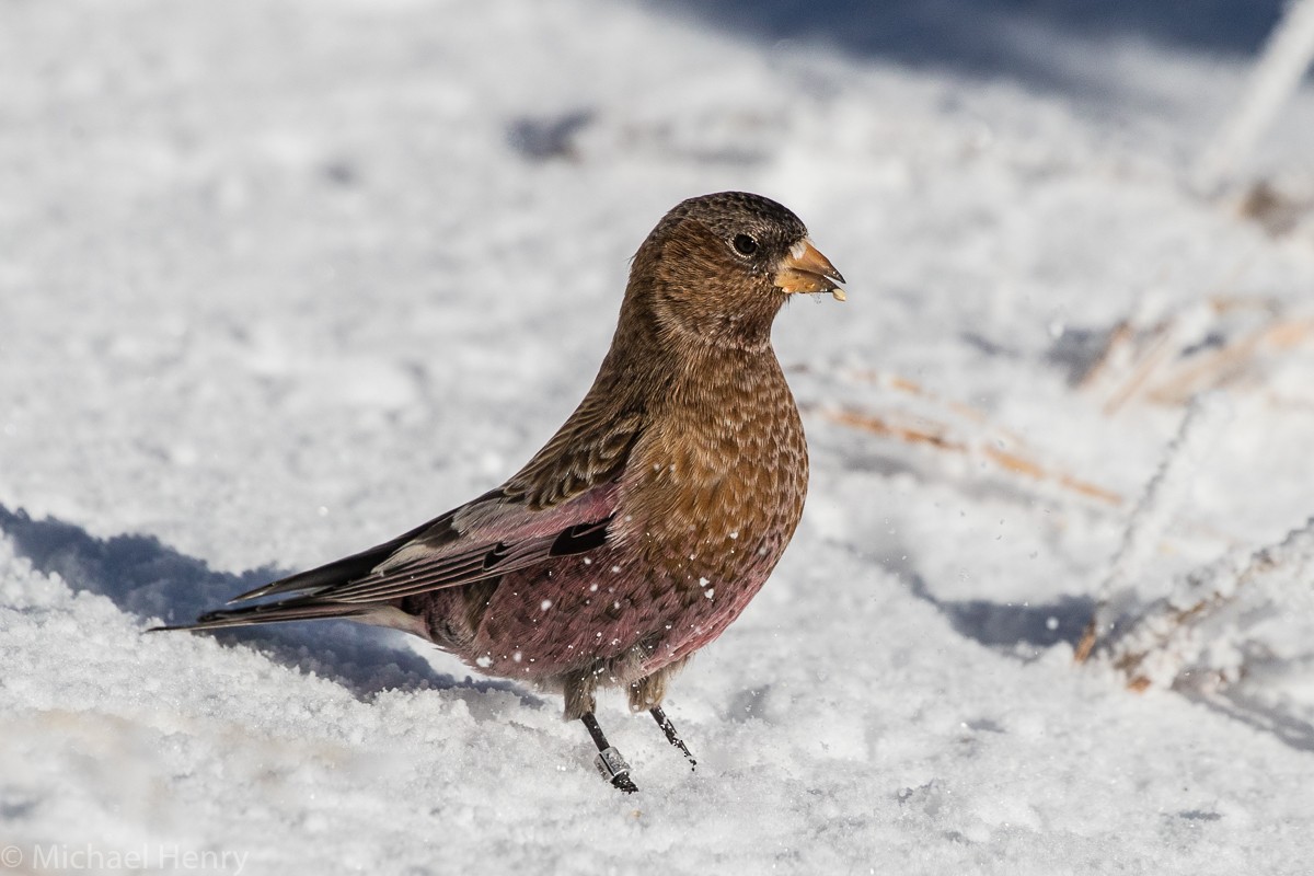 Brown-capped Rosy-Finch - ML81570911