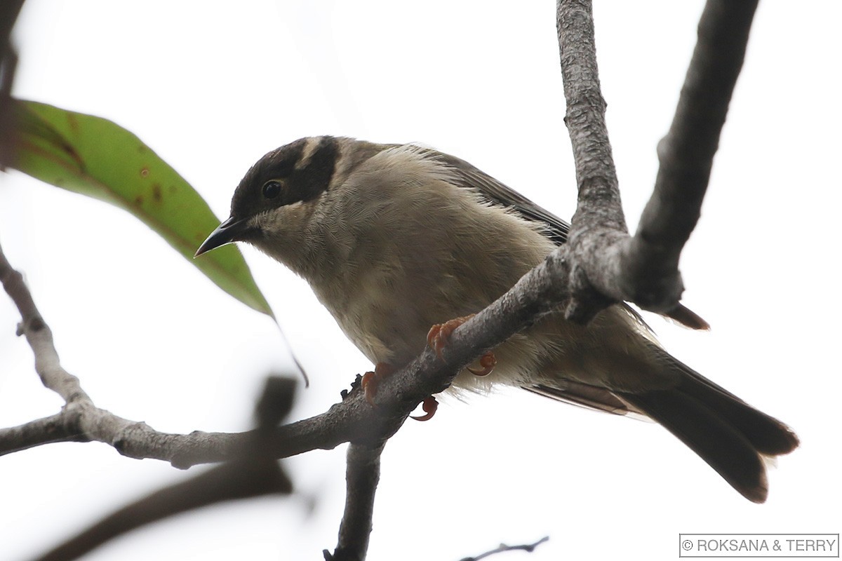Brown-headed Honeyeater - ML81571031