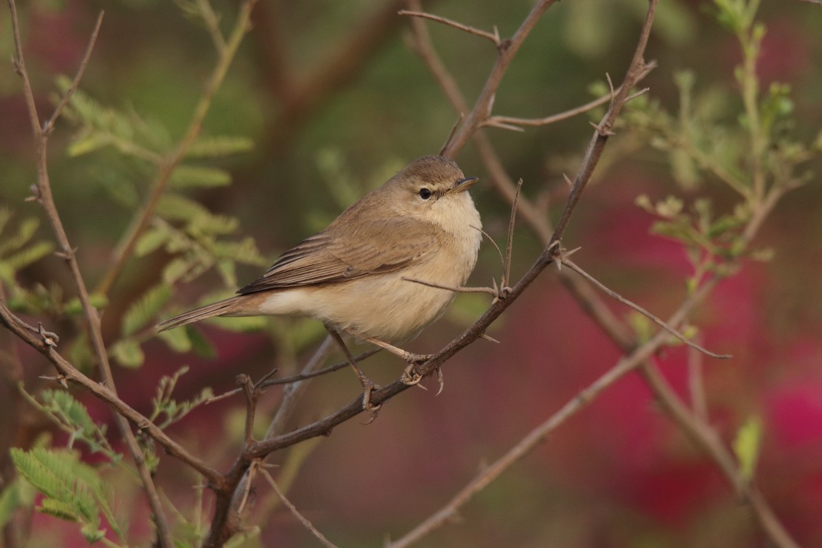Blyth's Reed Warbler - Harshith JV