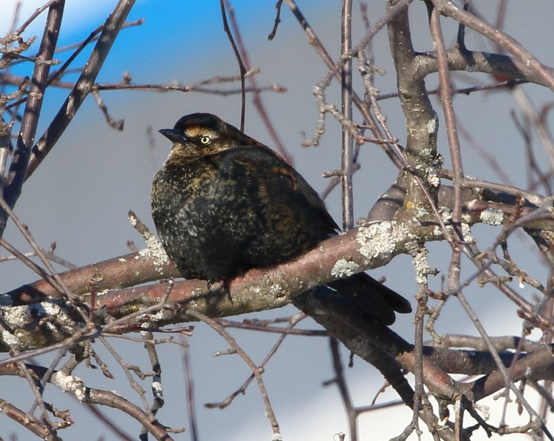 Rusty Blackbird - ML81571471