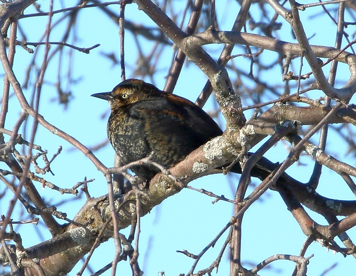 Rusty Blackbird - ML81571481