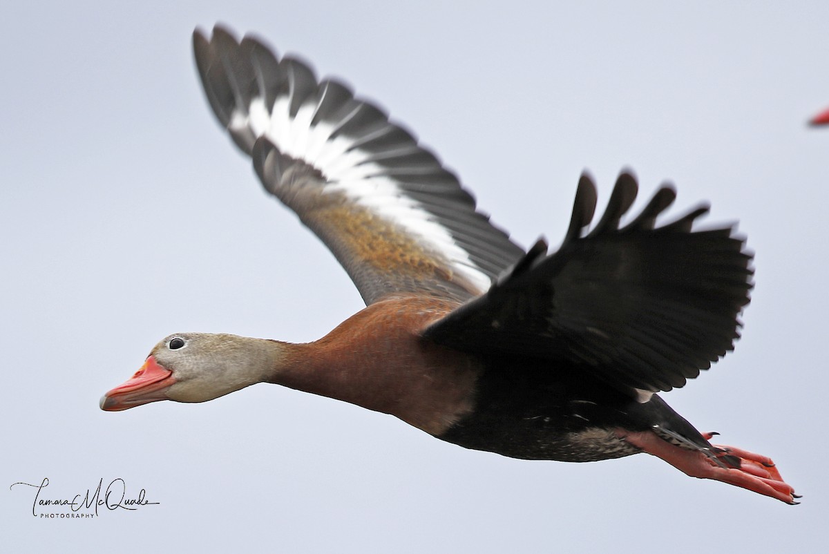 Black-bellied Whistling-Duck - Tammy McQuade