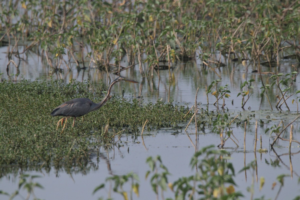 Purple Heron - ML81572511