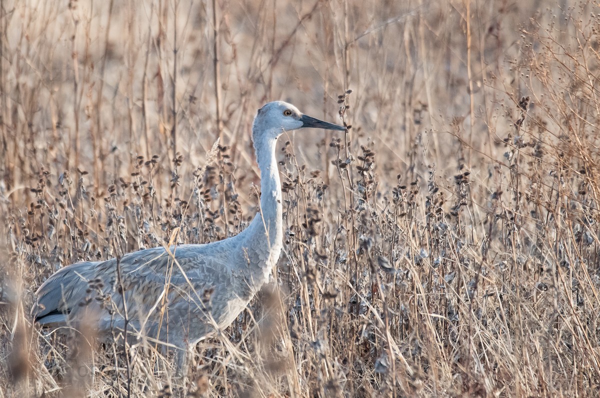 Grulla Canadiense - ML81572631