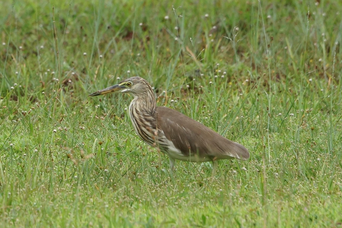 pond-heron sp. - ML81572691