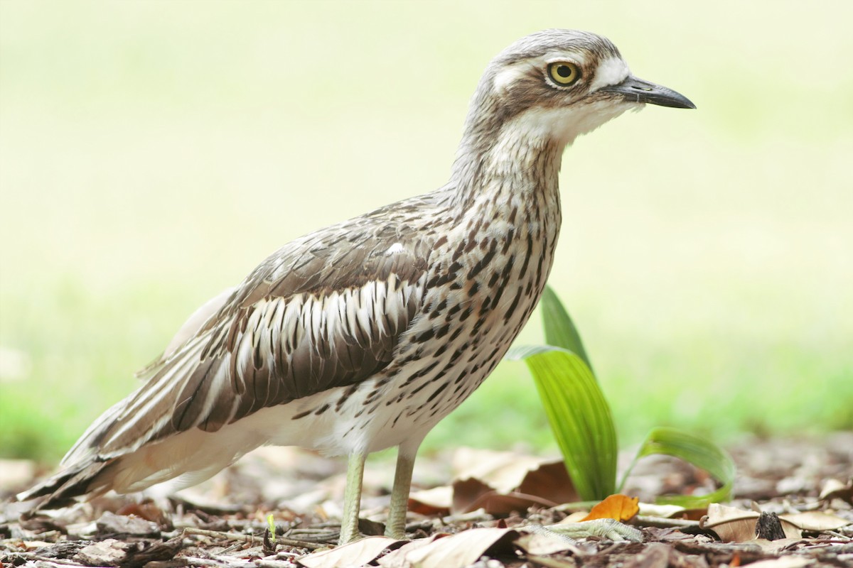 Bush Thick-knee - Ruth  Danella