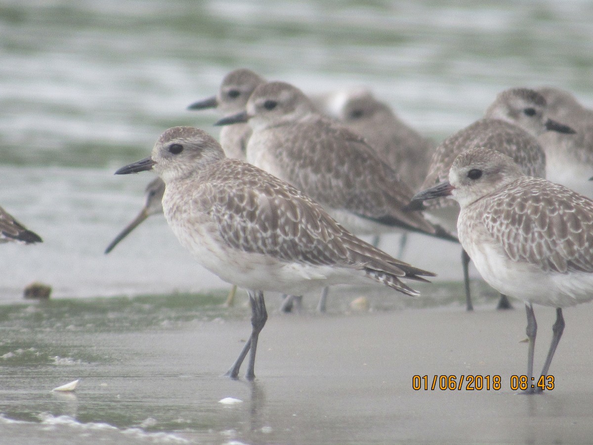 Black-bellied Plover - ML81574331