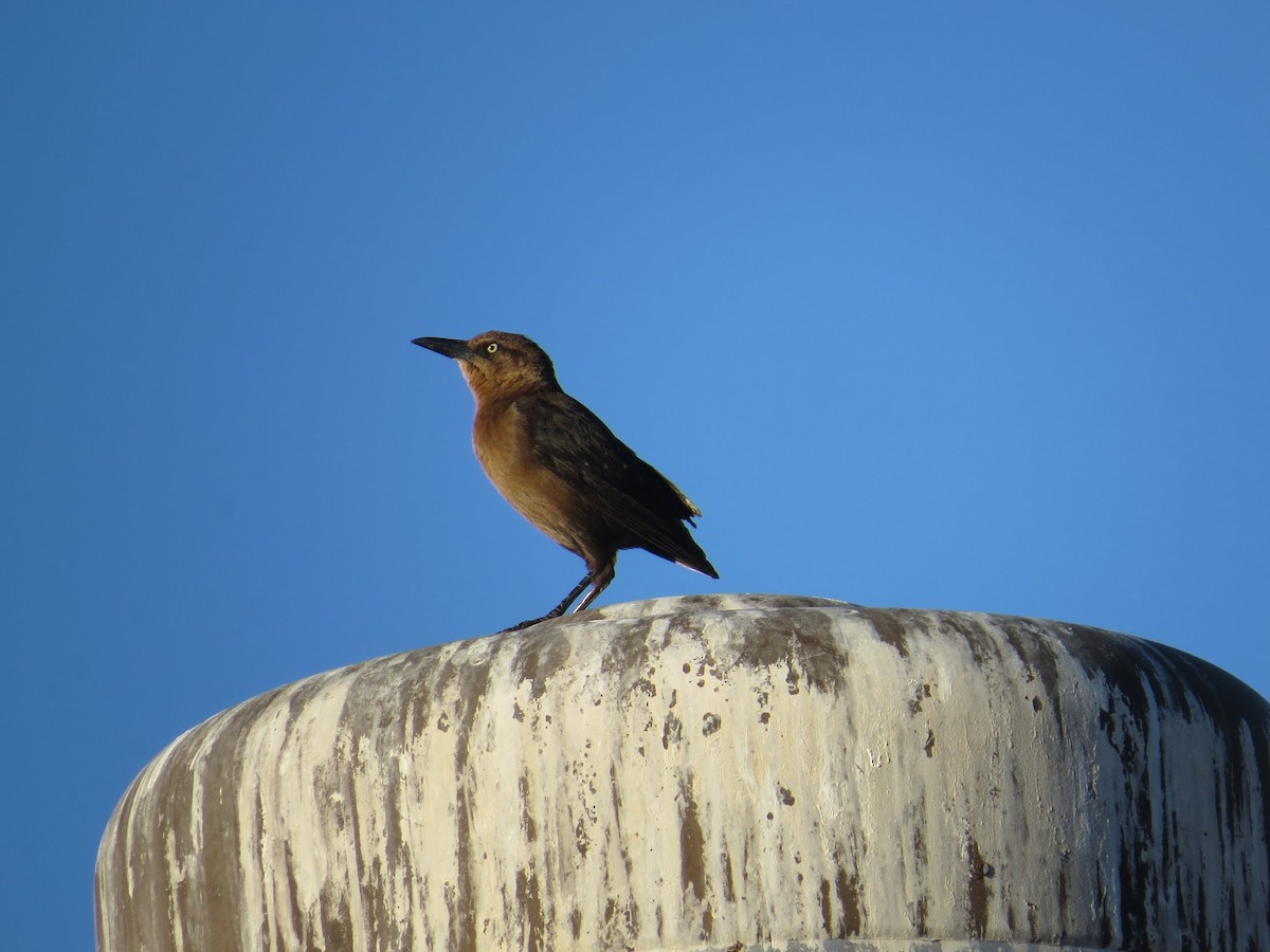 Great-tailed Grackle - ML81574641
