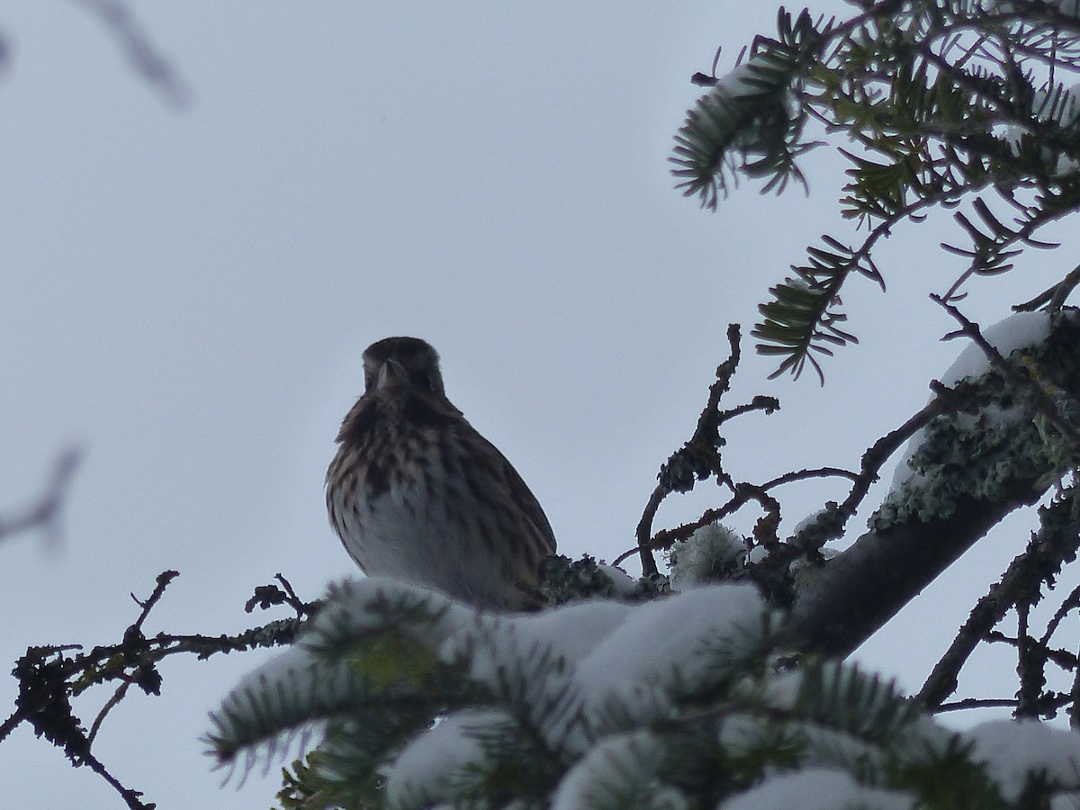 Song Sparrow - ML81574801